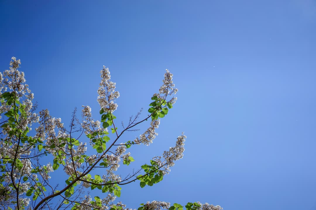 Paulownia tree with broad leaves and straight trunk